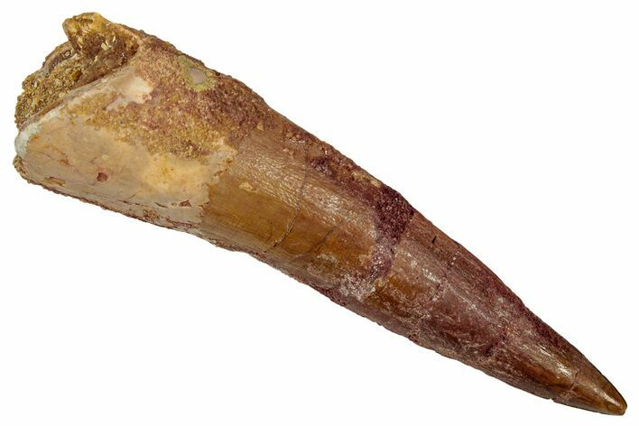 Fossil Spinosaurus Tooth - Real Dinosaur Tooth #353042